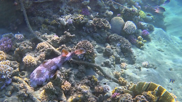两种斑鳍豪猪鱼(didon hystrix)的交配仪式，在埃及红海的美丽的珊瑚礁上视频素材
