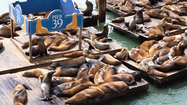 2019年9月，在美国旧金山，海狮或海豹在39号码头的木筏上晒日光浴，是游客们喜爱的旅游胜地。视频素材