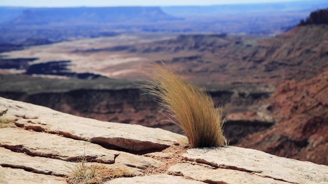犹他州峡谷地国家公园(Canyonlands National Park)的一个台地上，一簇小草从岩石石板的裂缝中生长出来，并受到强风的冲击视频下载