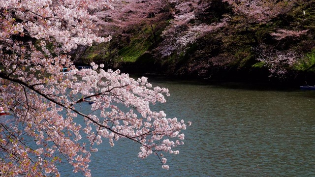日本东京公园里的樱花，慢镜头视频素材