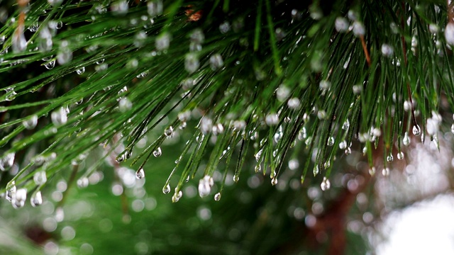 松树树枝上冻僵的水珠。冬天的自然背景。视频素材
