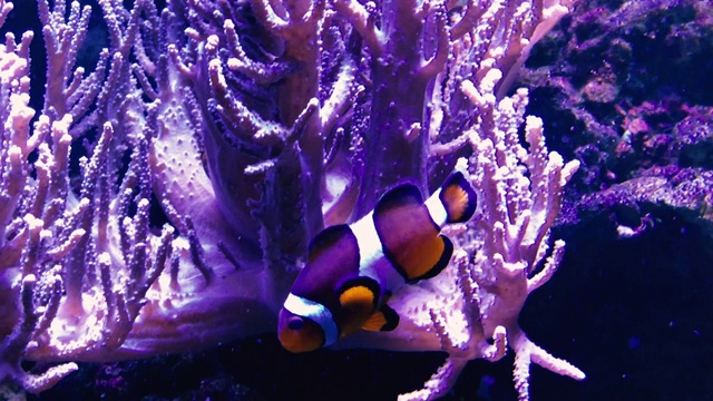 小丑鱼荧光下的珊瑚海葵视频素材