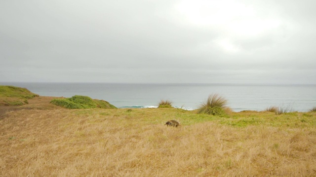 短喙针鼹在海岸线附近行走的宽阔视野视频素材