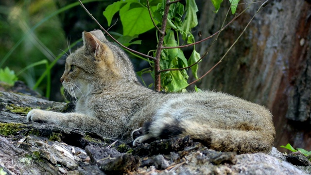夏天的野猫，Felis silvestris视频下载