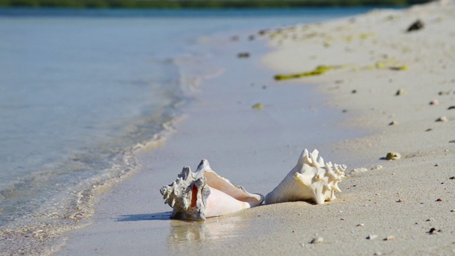 热带海滩海螺贝壳，日出和海浪视频素材