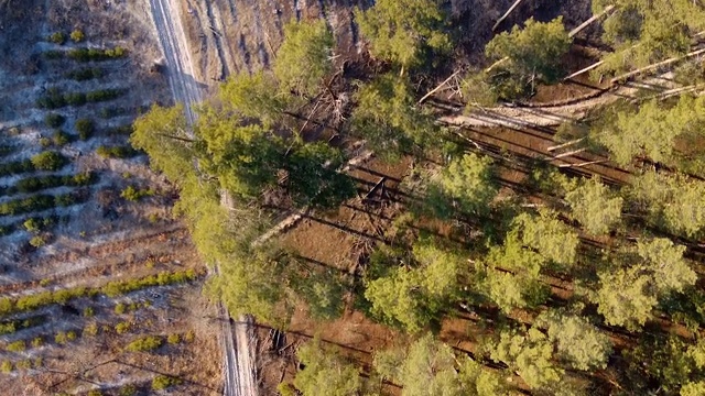 森林砍伐航拍，飞过砍倒的树木，生态灾难视频下载