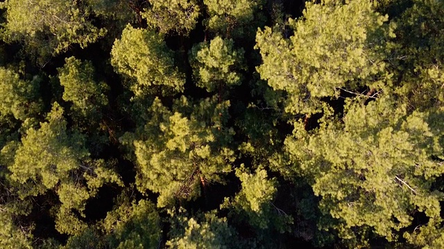 针叶林鸟瞰图，低飞在常青松树顶部视频下载