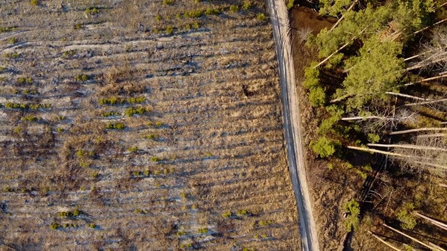 乡村道路在森林俯视图，航拍路径在针叶林视频下载