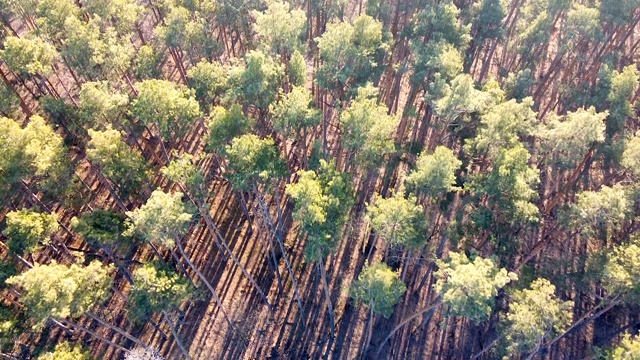 顶视图针叶林，美丽的早晨太阳松树天然木材视频下载