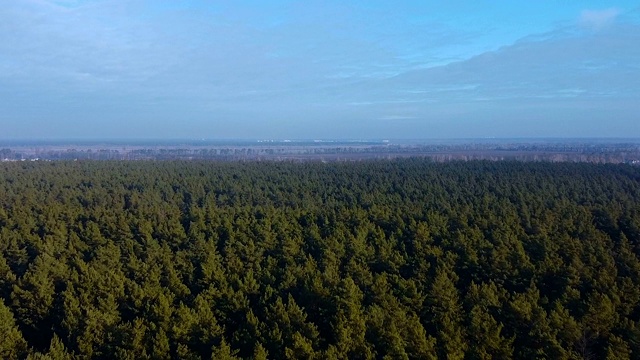 纯自然空中拍摄，松树上空飞行，天然清洁空气发生器视频下载