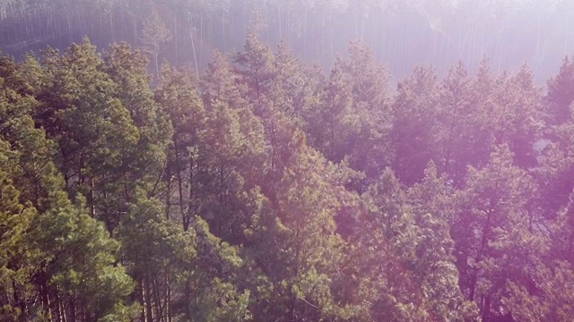 飞过松树树梢航拍，美丽的森林在早晨的太阳耀斑视频下载