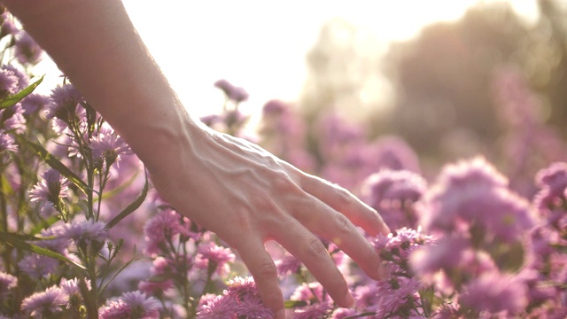 女人的手触摸着夕阳下的花视频下载