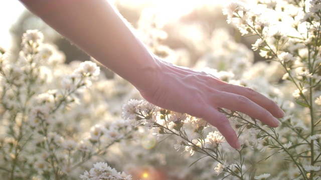 女人的手触摸着夕阳下的花视频素材