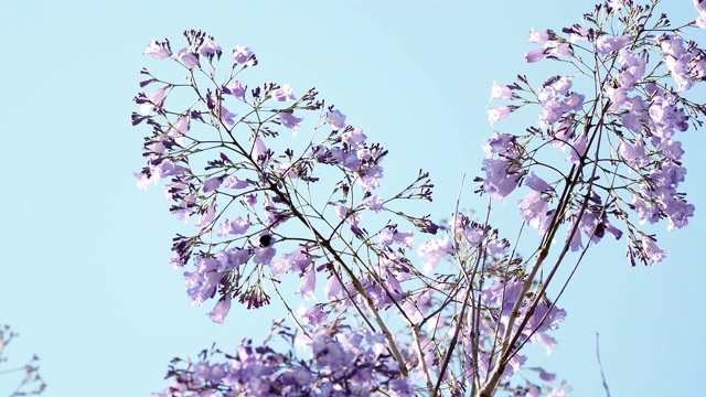 盛开的含苞欲放的蓝花楹，又称蓝花楹、蓝色蓝花楹、黑色poui或蕨类树。火鸡视频素材