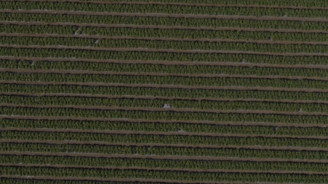 草莓田鸟瞰图农场/沃森维尔，美国加州视频素材