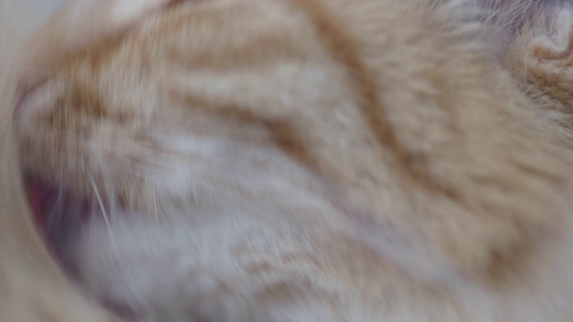 可爱的姜猫舔爪子的特写镜头。毛茸茸的宠物微距肖像。视频下载