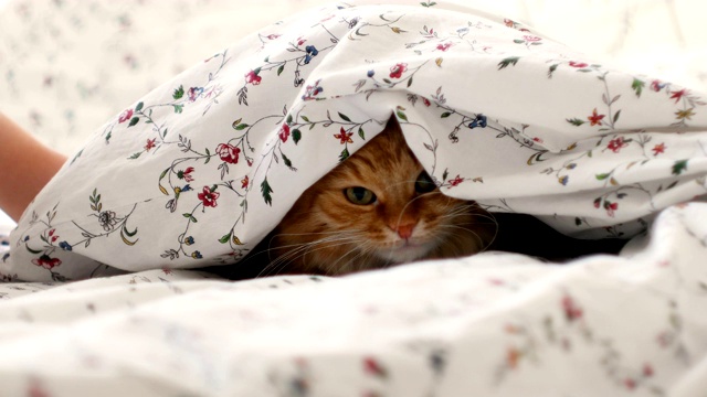 可爱的姜黄色小猫躺在床上，躲着小男孩。男人们掀起毯子。视频下载