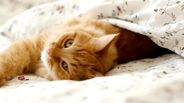 可爱的姜黄色的猫躺在床上。毛茸茸的宠物舒服地躺在毯子下面睡觉。舒适的家庭背景与有趣的宠物。视频下载