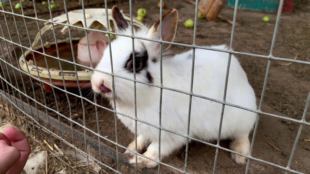 家毛茸茸的黑白斑点农场兔子兔兔在动物农场的笼子后面，家畜饲料动物生长在笼子里视频素材