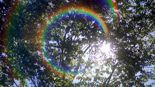 热带雨林的树木与彩虹闪耀视频下载
