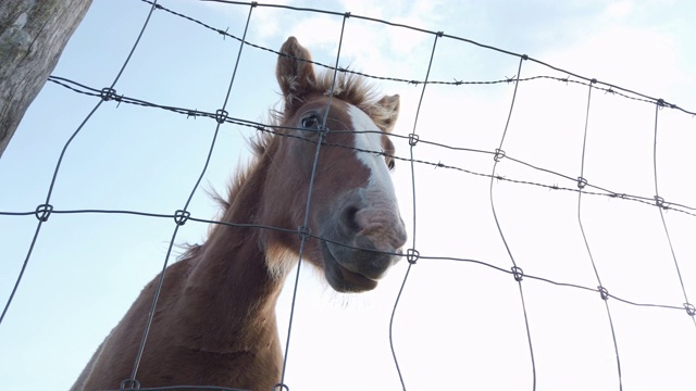 栅栏后的棕色马的肖像视频素材