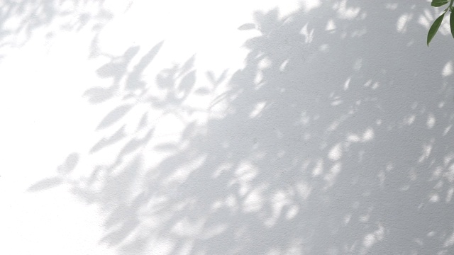 特写的影子叶与吹风的白色墙壁背景的运动。视频素材