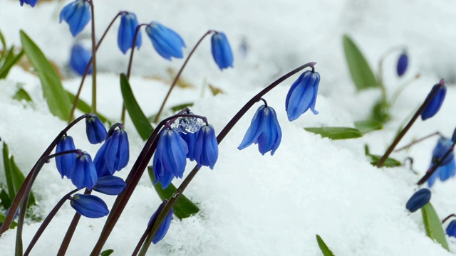 雪下的蓝色小花视频下载