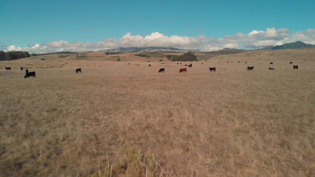 草原农场里的4k无人机奶牛视频素材