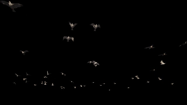 海鸥在飞，阿尔法海峡视频素材