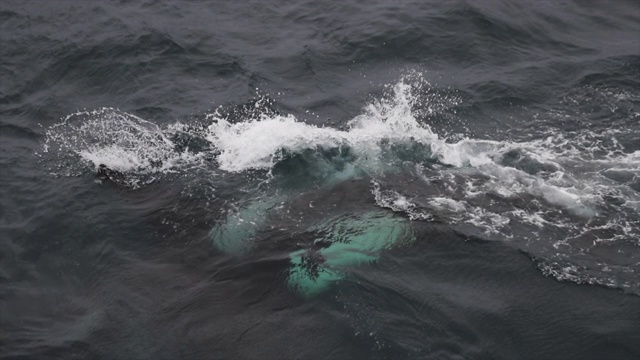 挪威海的野生虎鲸视频下载