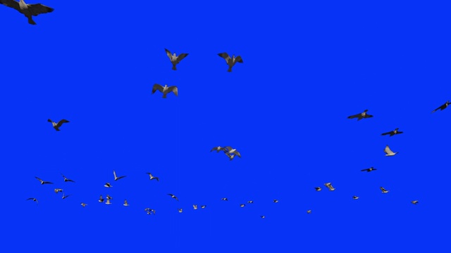 海鸥在慢镜头飞行，蓝屏Chromakey视频素材