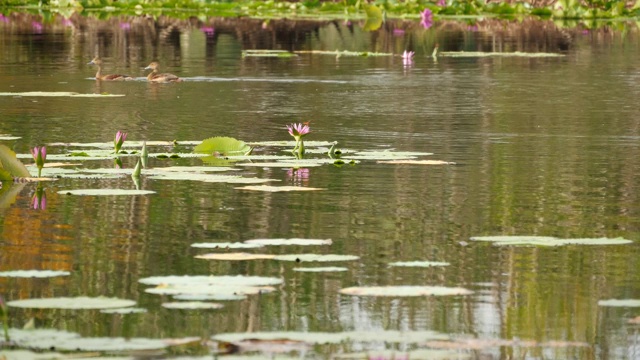 湖上的鸭子与睡莲，粉红色的荷花映在阴沉沉的水面上。野外的候鸟。带有池塘的热带风情景观。环境保护，濒危物种理念视频素材