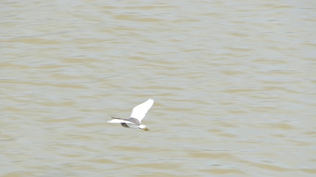 鸟儿在湿地中飞翔。视频下载