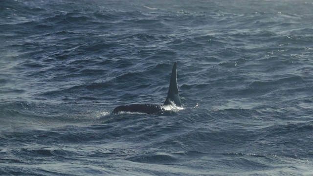 北海的虎鲸视频素材