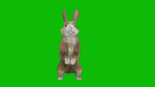 色makey兔宝宝站在前面的观点视频素材