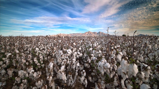 亚利桑那州埃洛伊准备收割的棉花田视频下载