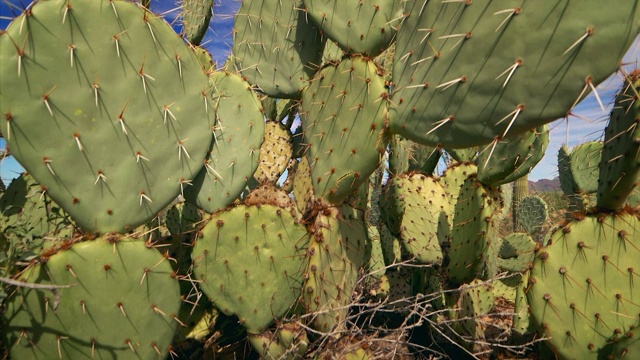 撒瓜罗国家公园和索诺兰沙漠景观附近的图森，亚利桑那州视频素材