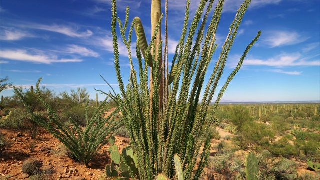 撒瓜罗国家公园和索诺兰沙漠景观附近的图森，亚利桑那州视频素材