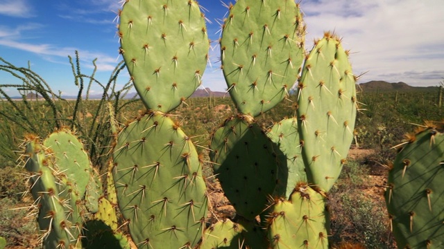 仙人掌在萨瓜罗国家公园，索诺兰沙漠景观附近图森，亚利桑那州视频素材