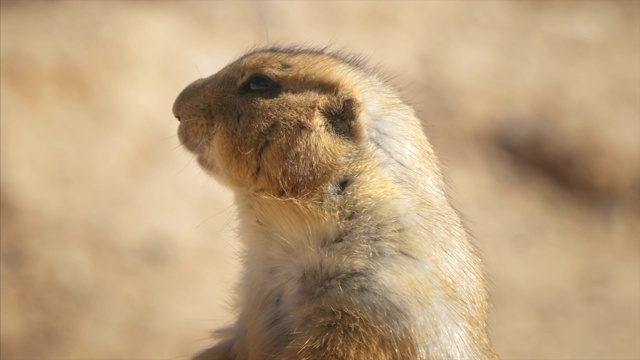 在图森附近的索诺兰沙漠，一只草原土拨鼠站在警惕和注意危险的特写视频素材