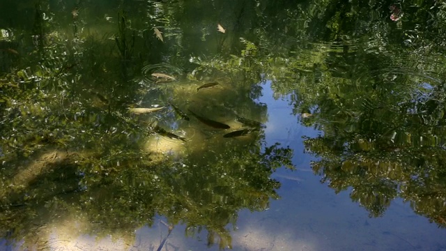 鱼在清澈的湖水中游泳视频素材