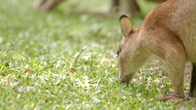 年轻的雄性袋鼠吃草。视频素材