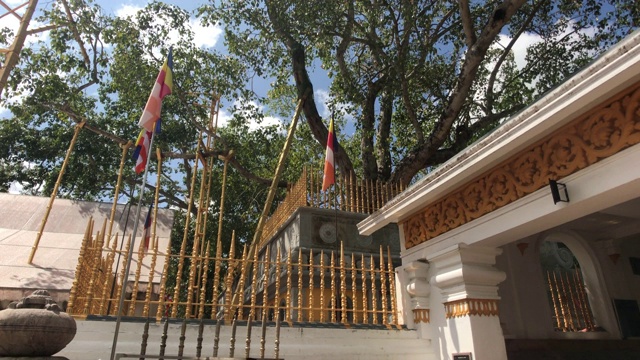 Anuradhapura，斯里兰卡，有一棵树的篱笆视频素材