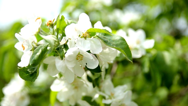苹果树开花的树枝。自然春天的背景。阳光明媚的一天。俄罗斯。视频下载