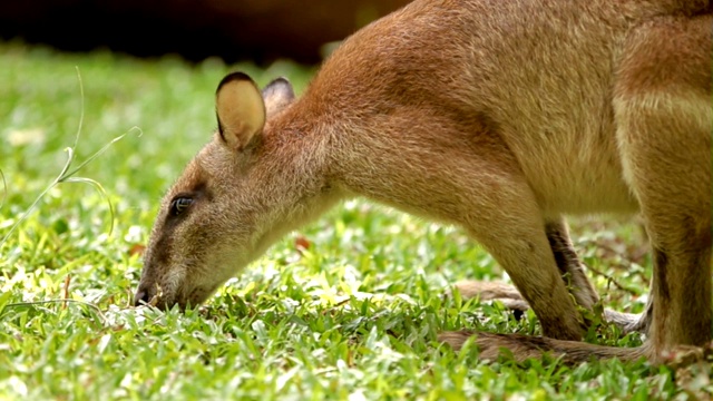 年轻的雄性袋鼠吃草。视频素材