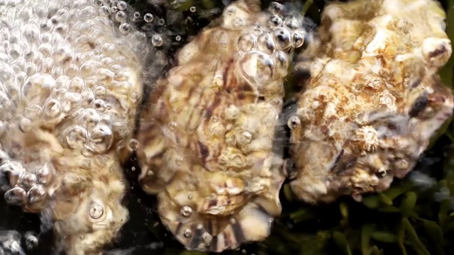 牡蛎蒙太奇视频下载