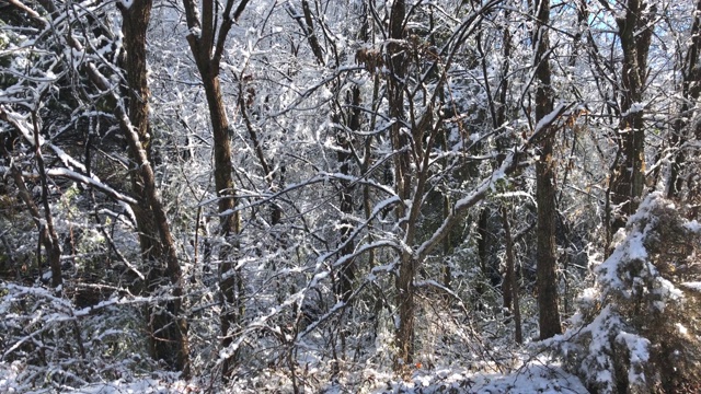 手持拍摄的树木和地面覆盖着雪在一个冬天的早晨视频素材
