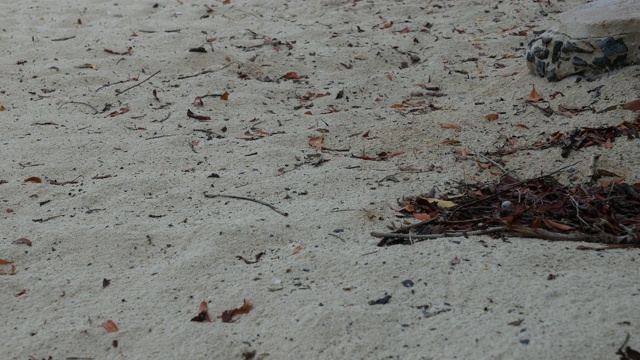 小螃蟹在沙子里爬，宽拍视频素材