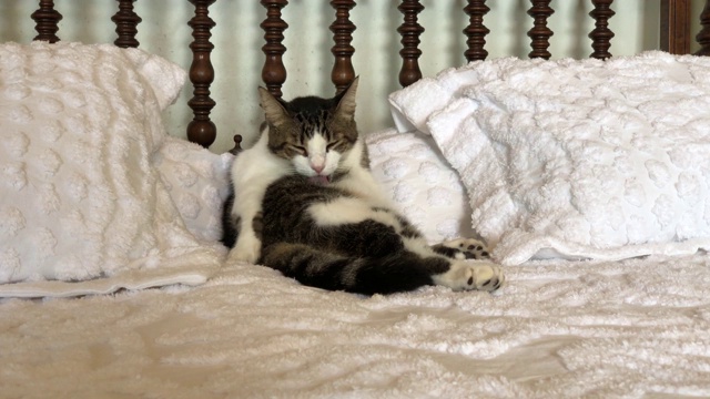 一张黑白相间的猫在床上的稳定照片视频素材