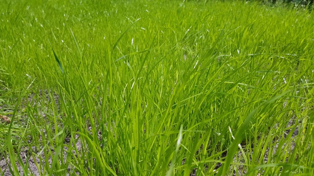 新鲜多汁的草地上的绿色草坪特写。视频素材